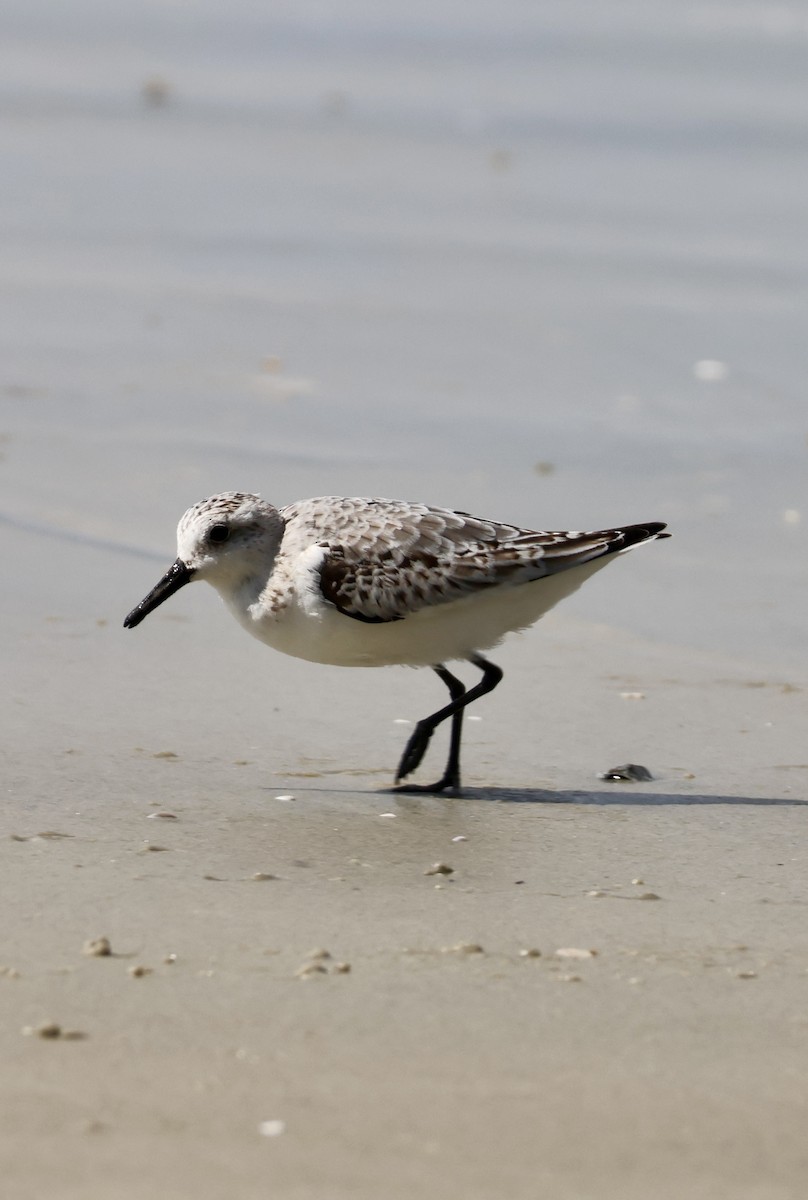 jespák písečný - ML643766329