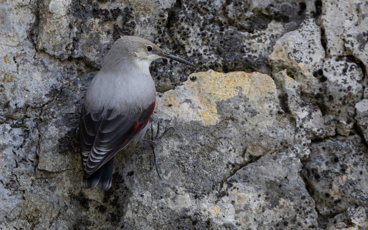 Wallcreeper - ML643766331