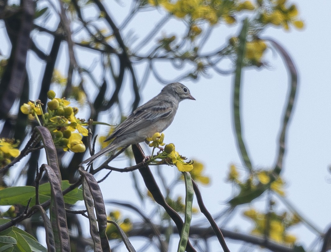 Gray-necked Bunting - ML643766332