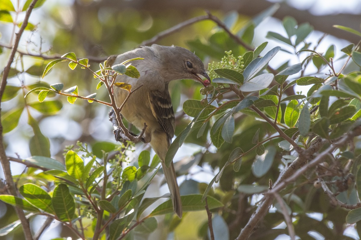 Yellow-bellied Elaenia - ML643766333