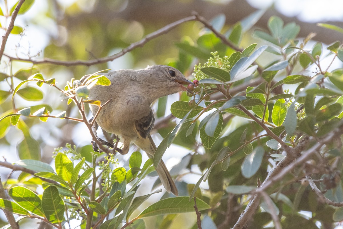 Yellow-bellied Elaenia - ML643766334