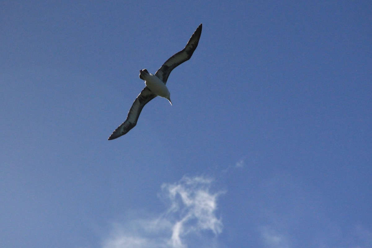 Albatros de Laysan - ML643766335
