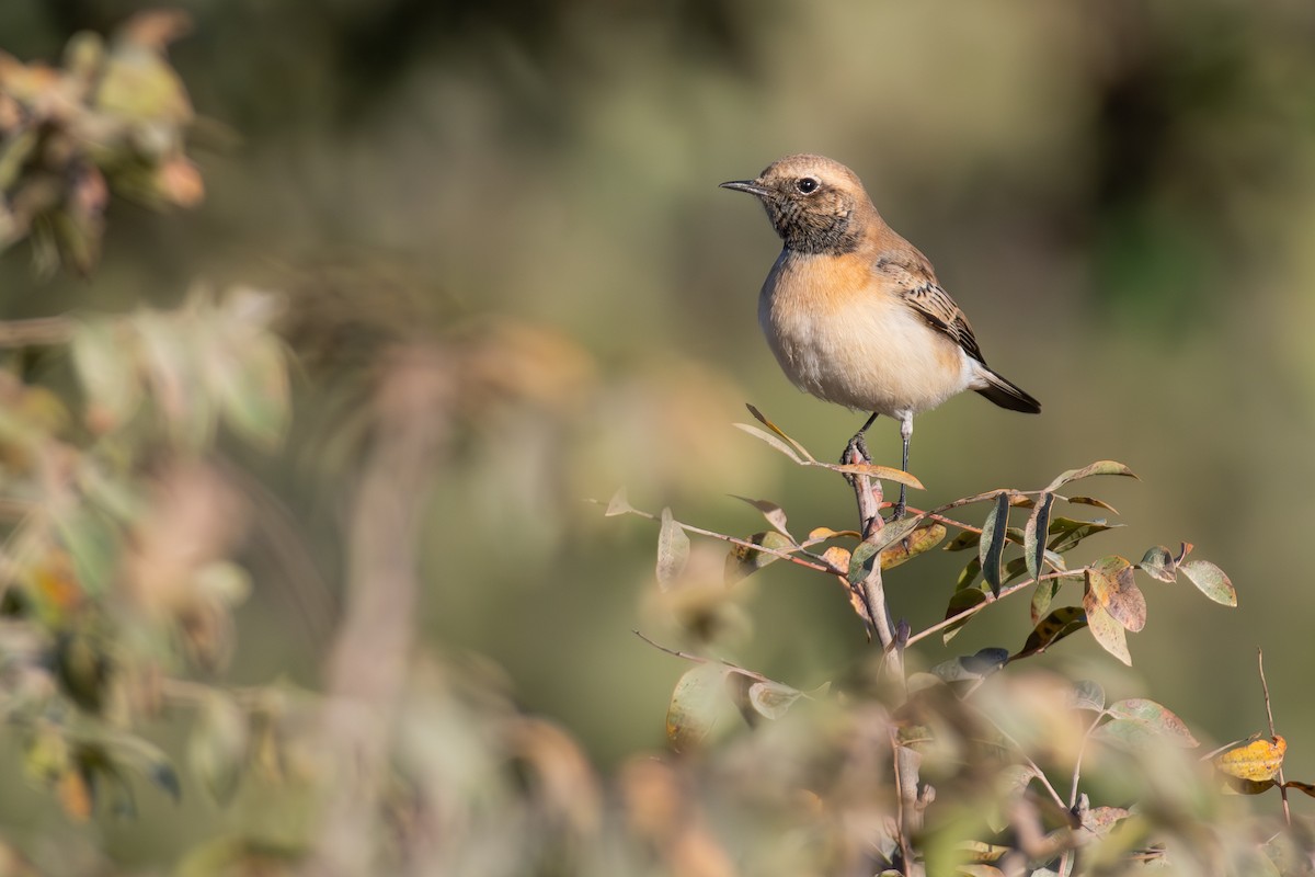 Eastern Black-eared Wheatear - ML643766336