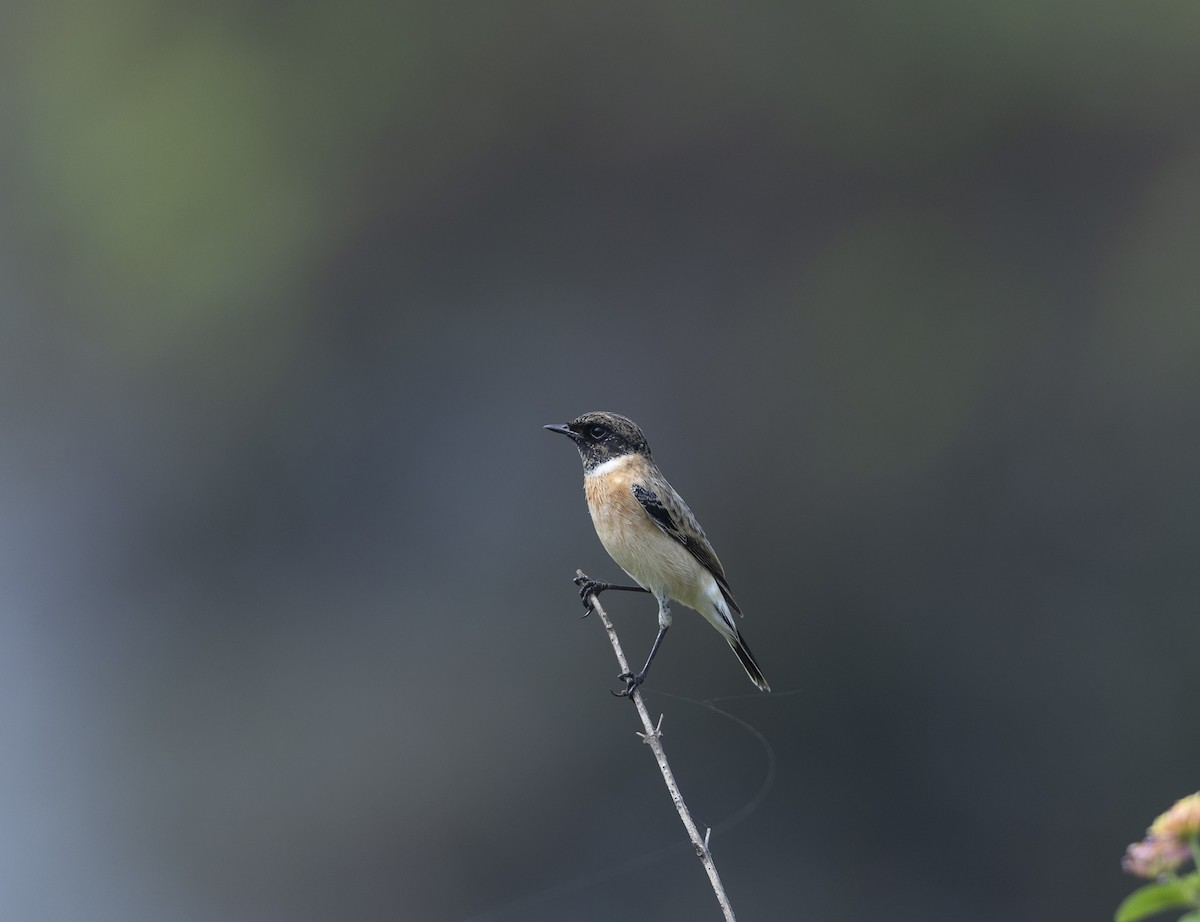 Siberian Stonechat - ML643766365