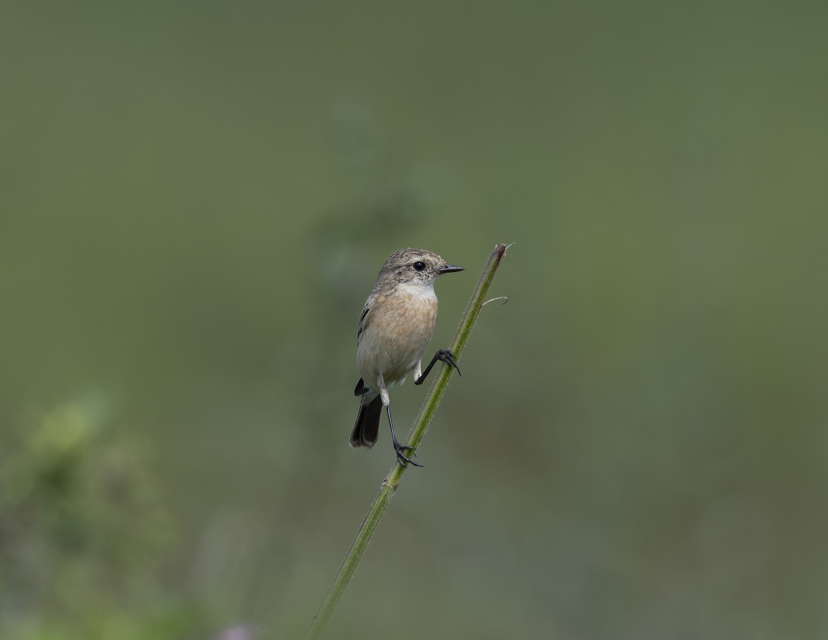 Siberian Stonechat - ML643766366
