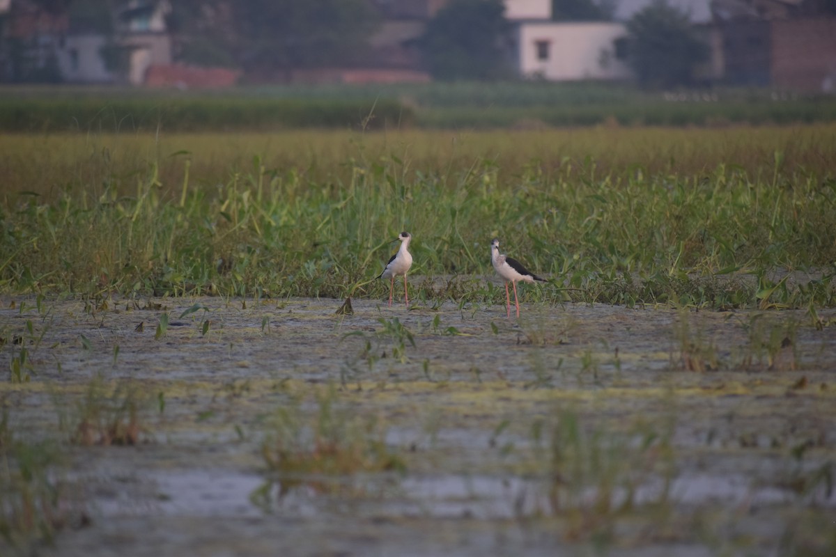 Black-winged Stilt - ML643766377