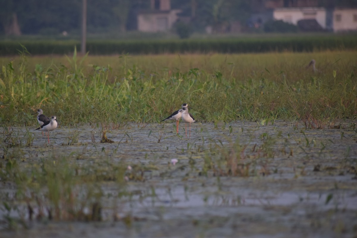 Black-winged Stilt - ML643766378