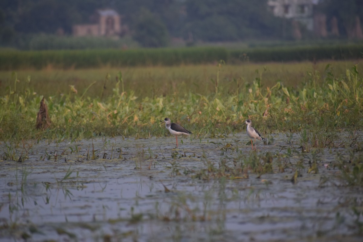 Black-winged Stilt - ML643766379