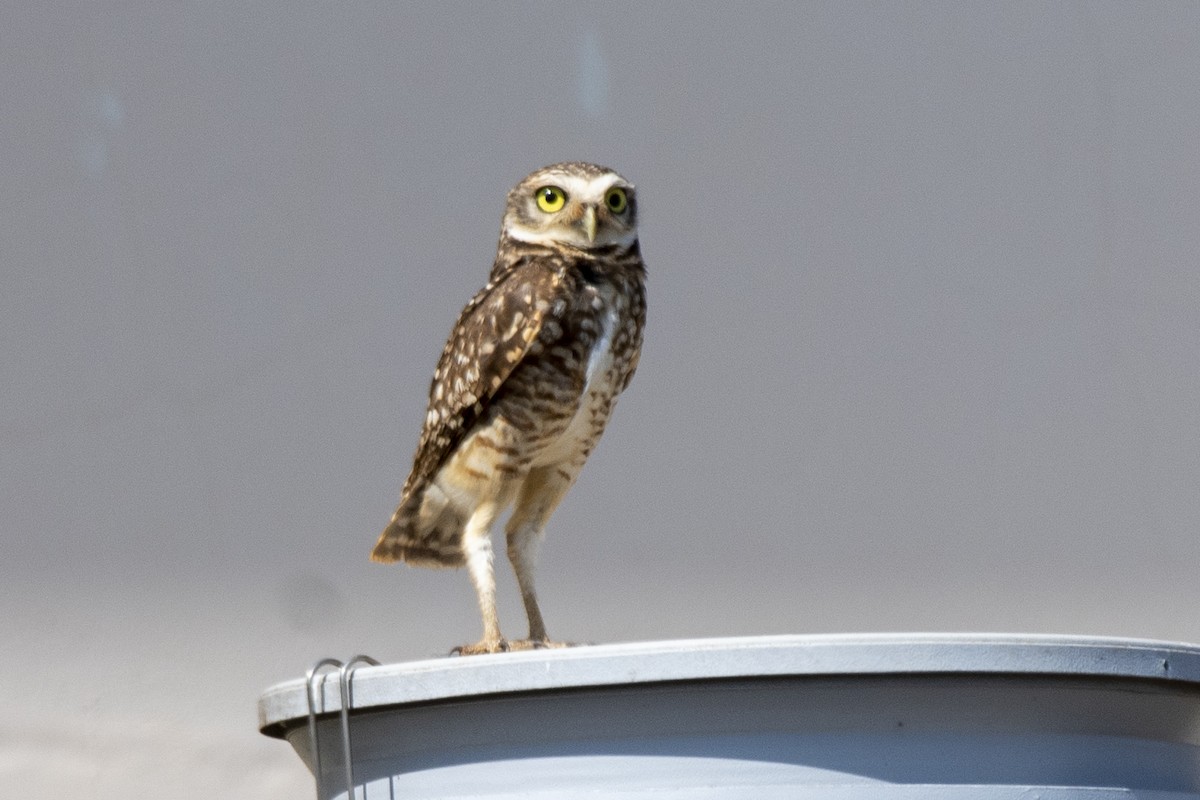 Burrowing Owl - ML643766387