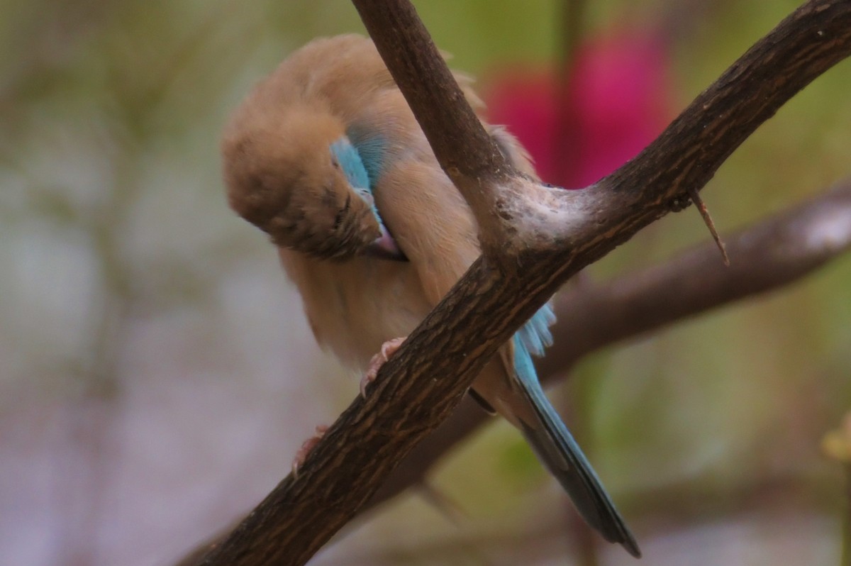 Southern Cordonbleu - ML643766392