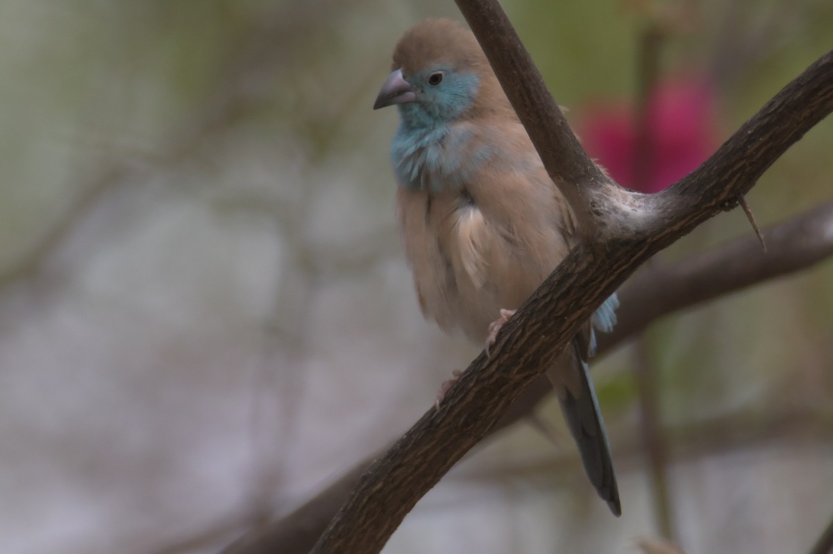 Southern Cordonbleu - ML643766393