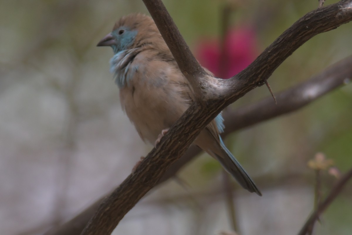 Southern Cordonbleu - ML643766394