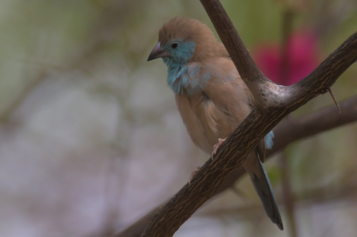 Southern Cordonbleu - ML643766395