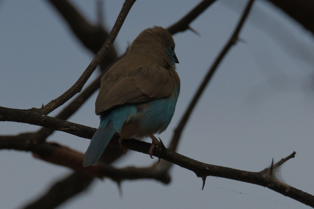 Southern Cordonbleu - ML643766396