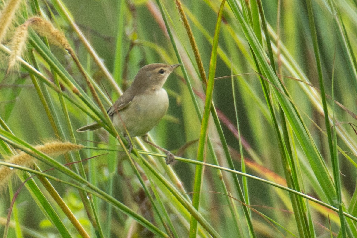 Халиун заараг - ML643766413