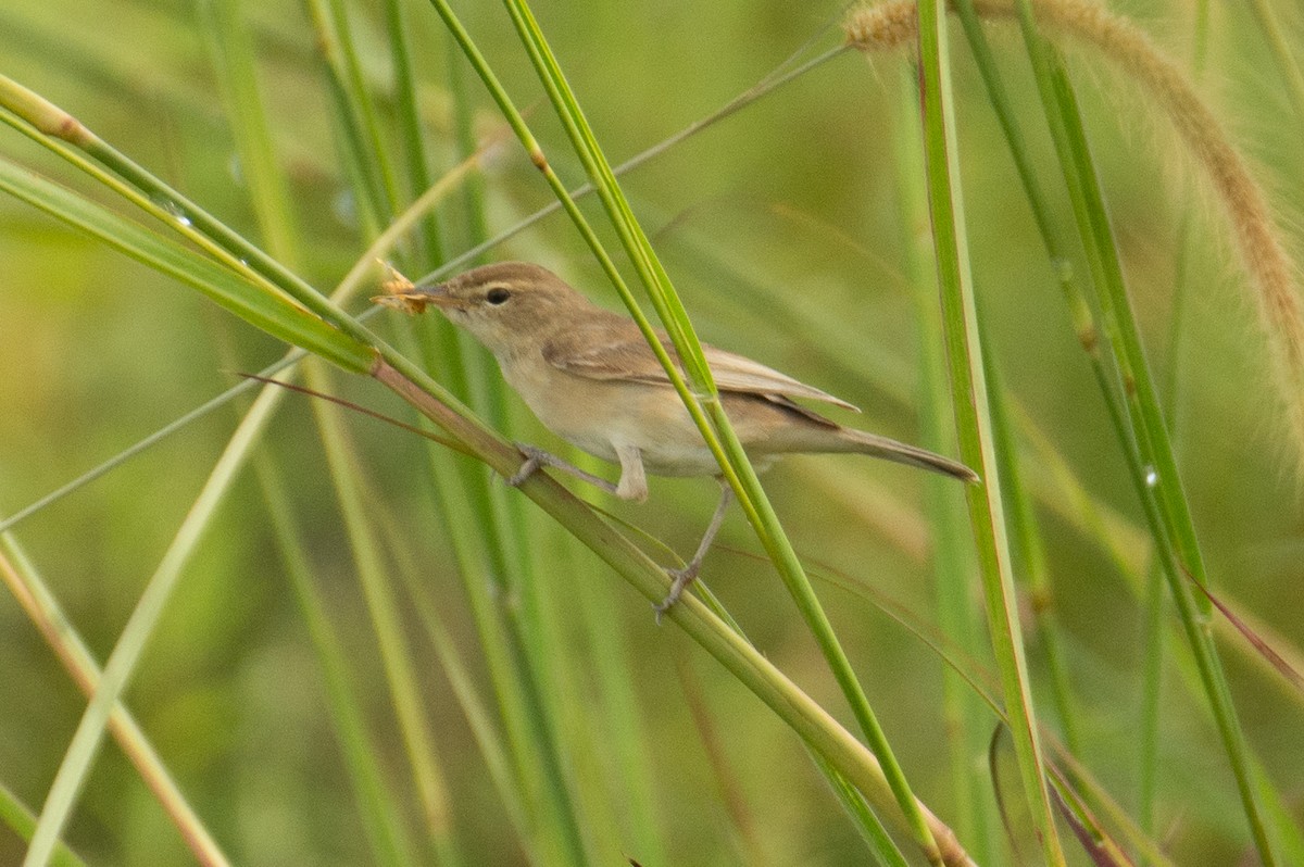 Халиун заараг - ML643766414