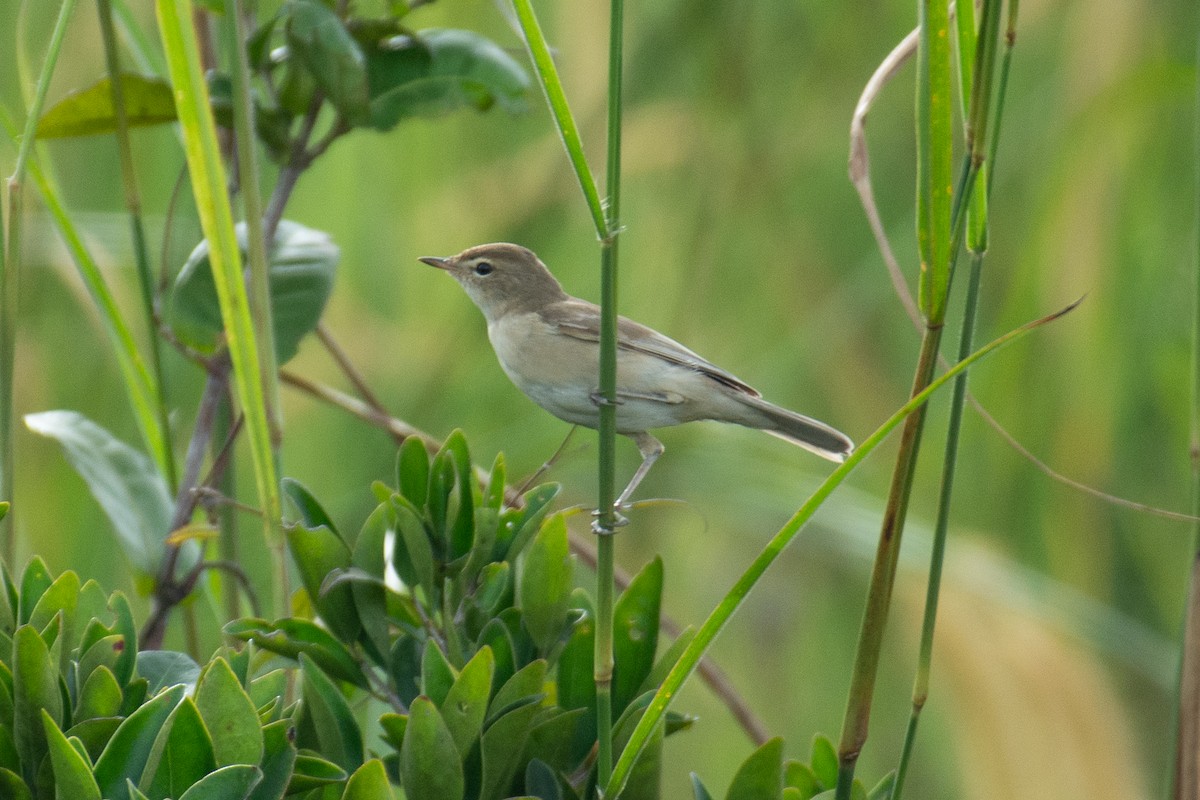 Халиун заараг - ML643766415