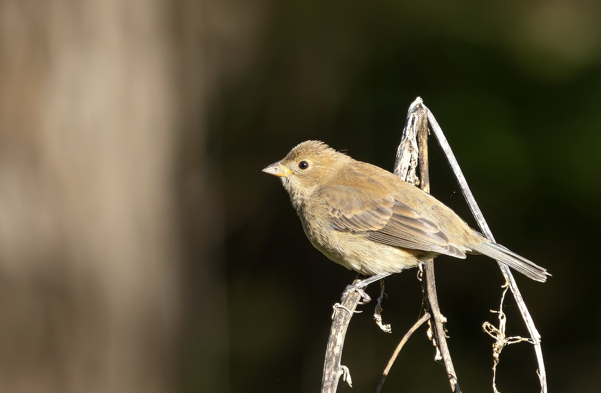 Indigo Bunting - ML643766416