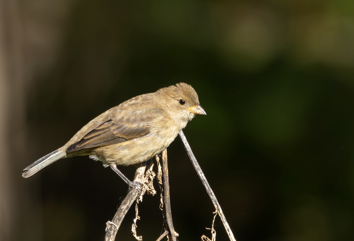 Indigo Bunting - ML643766417