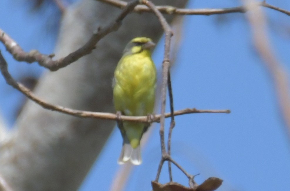 Yellow-fronted Canary - ML643766420