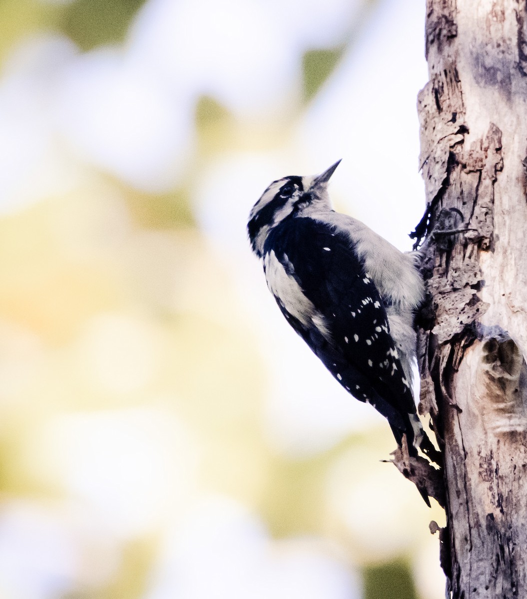 Downy Woodpecker - ML643766422