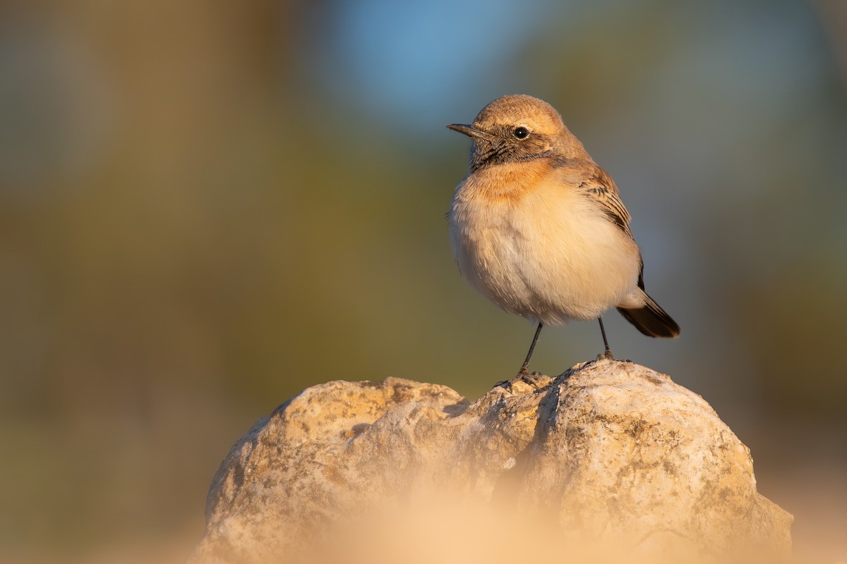 Eastern Black-eared Wheatear - ML643766445