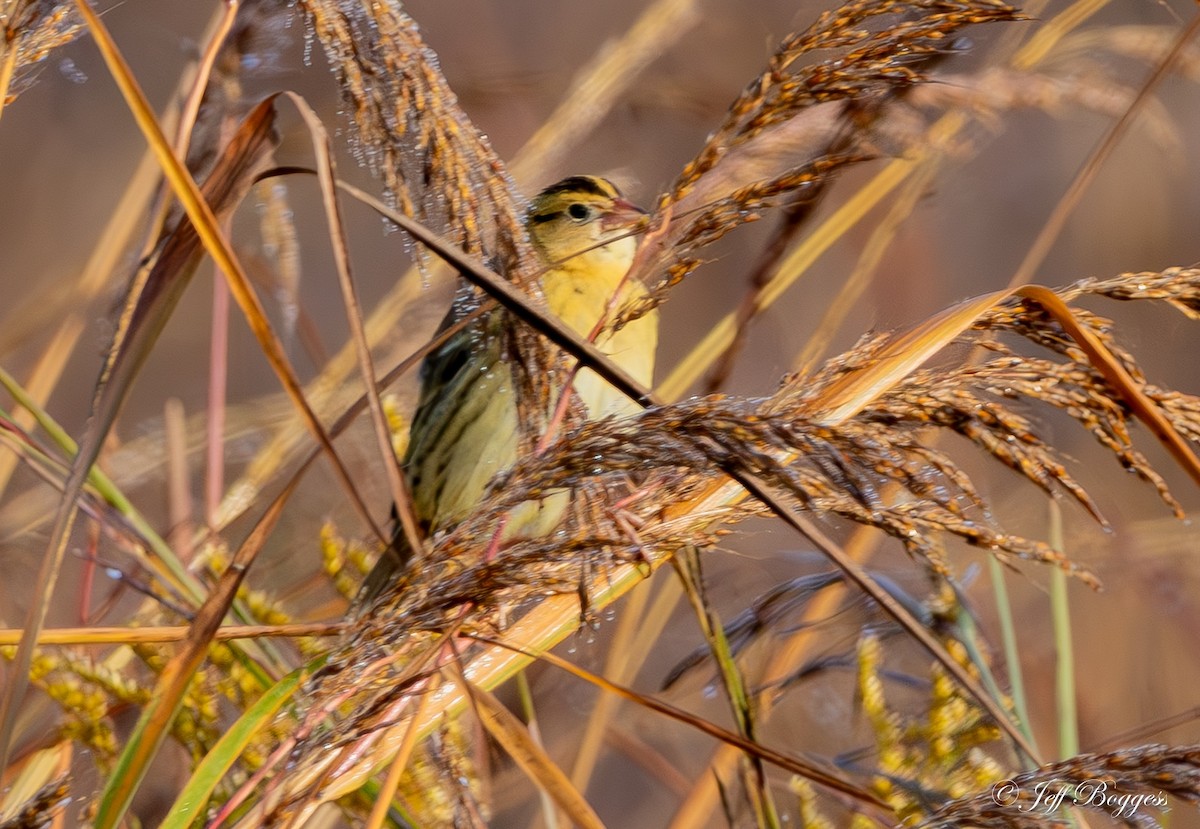 Bobolink - ML643766456