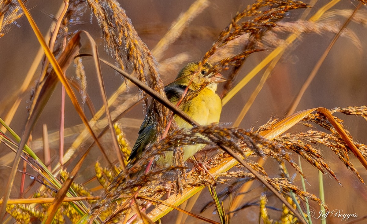 Bobolink - ML643766457