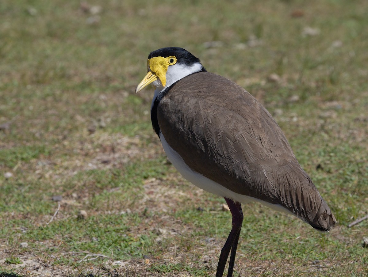 Masked Lapwing - ML643766471