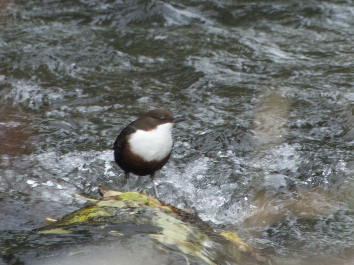 White-throated Dipper - ML643766484
