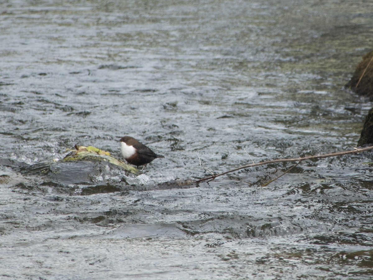 White-throated Dipper - ML643766485