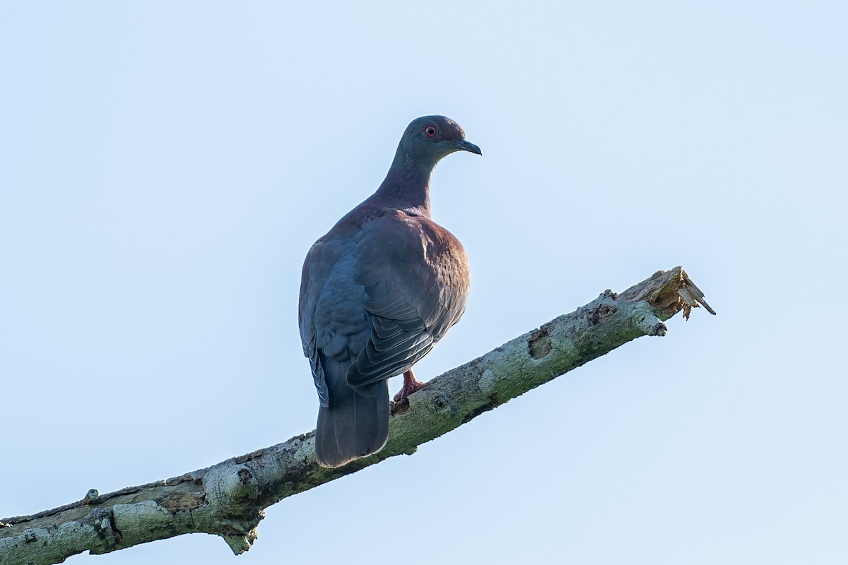 Pale-vented Pigeon - ML643766492