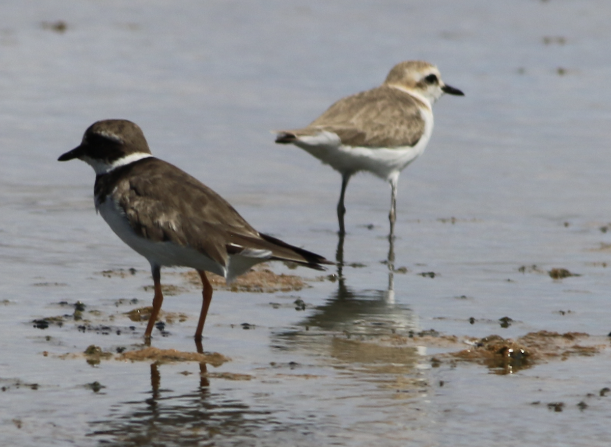 Common Ringed Plover - ML643766494