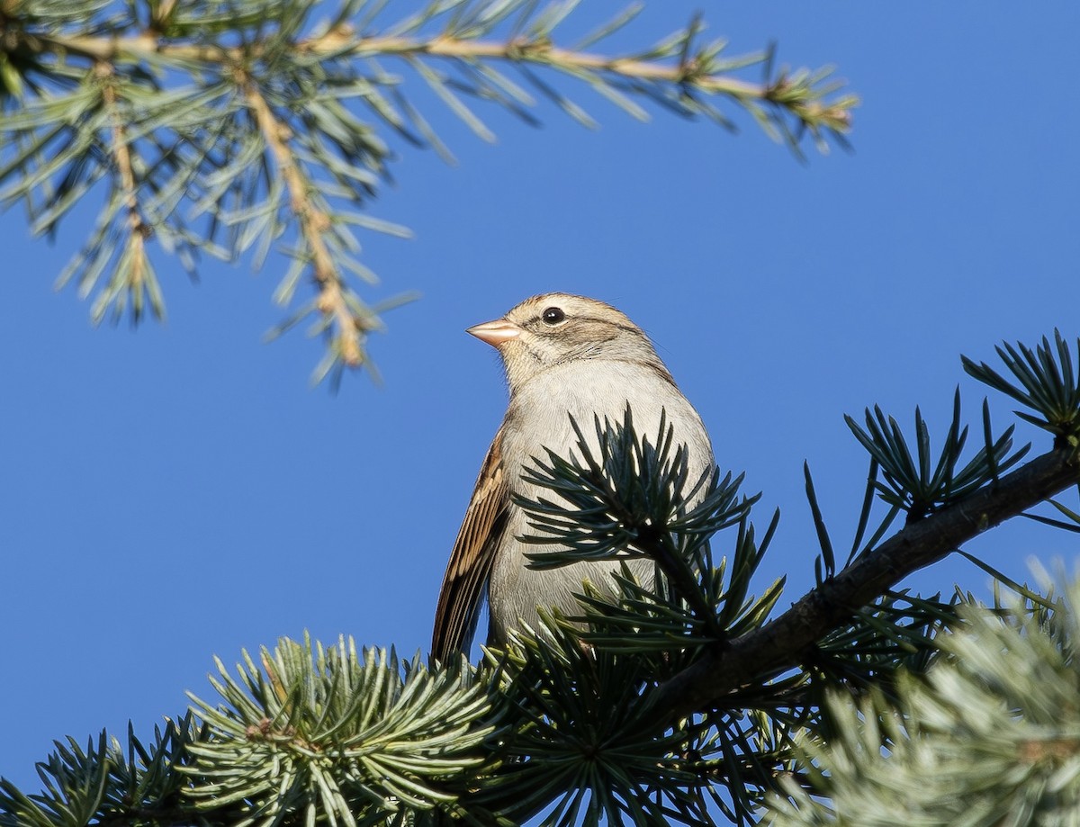 Chipping Sparrow - ML643766495