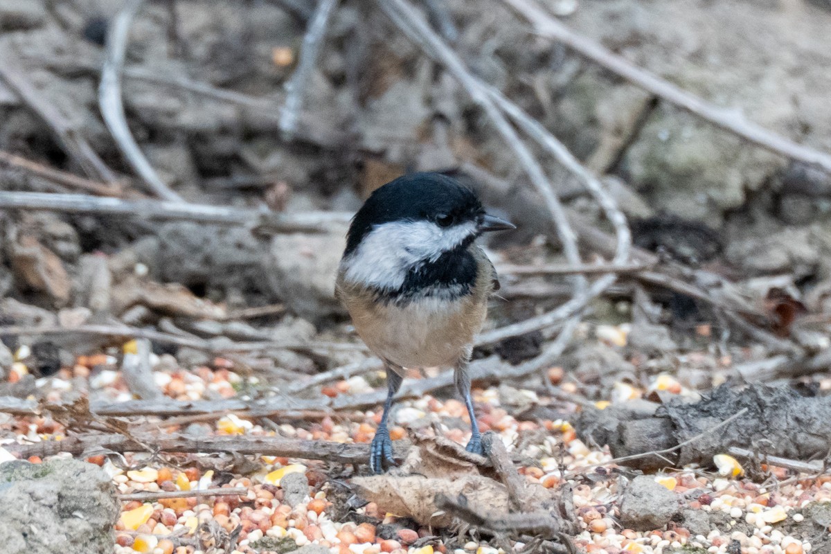 Black-capped Chickadee - ML643766496