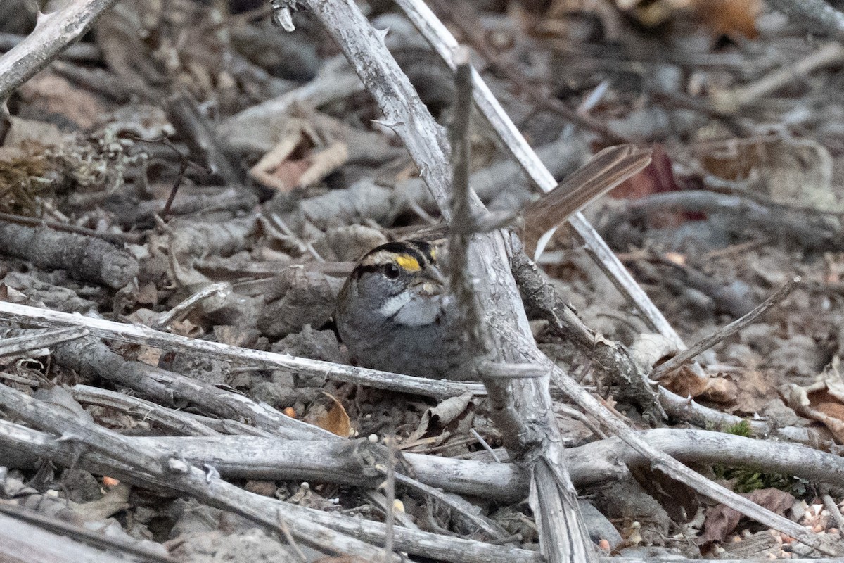 White-throated Sparrow - ML643766504