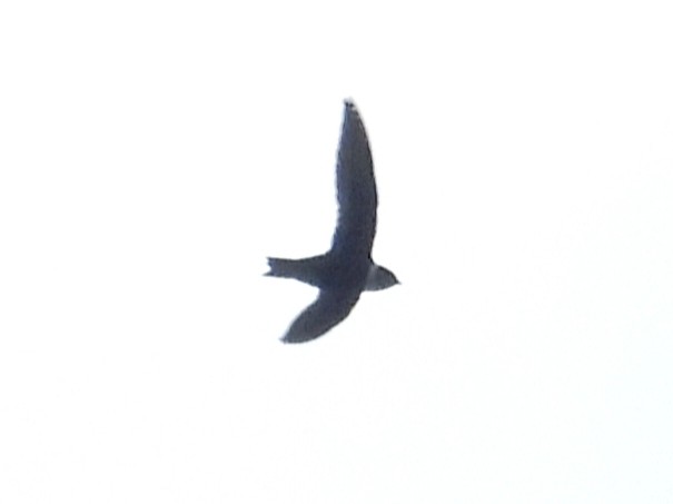 White-collared Swift - ML643766505