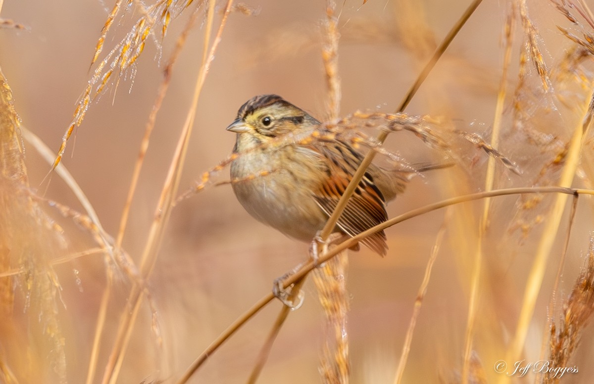 Swamp Sparrow - ML643766511