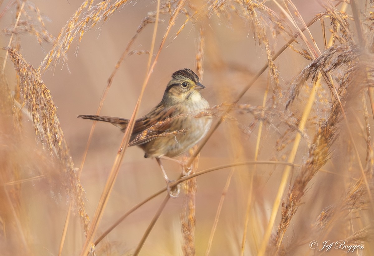 Swamp Sparrow - ML643766512