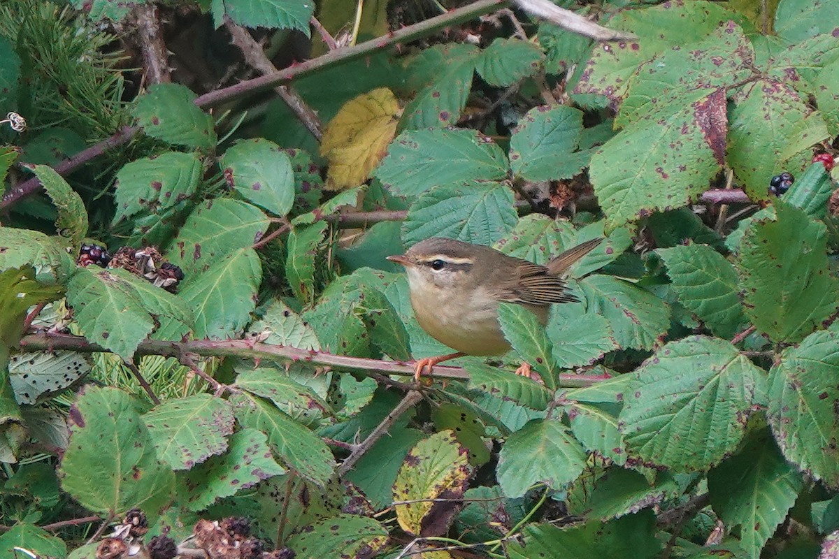 Radde's Warbler - ML643766513