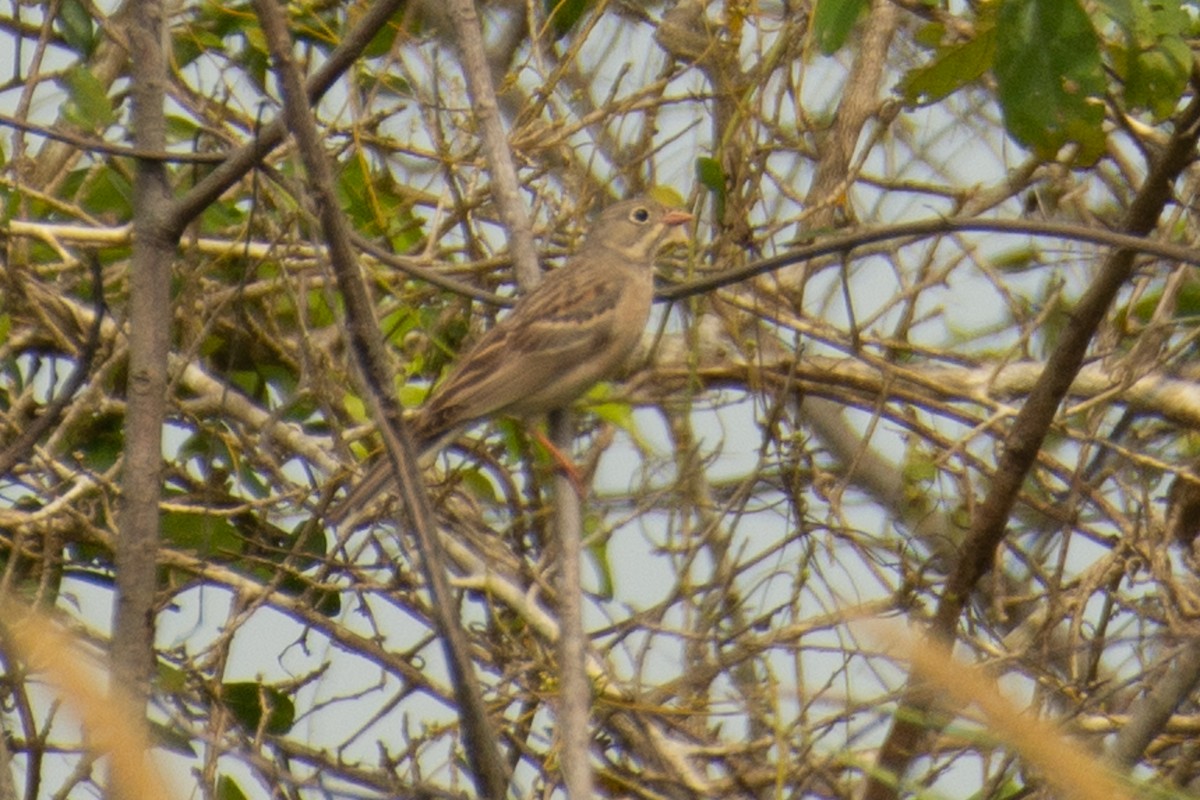 Gray-necked Bunting - ML643766530