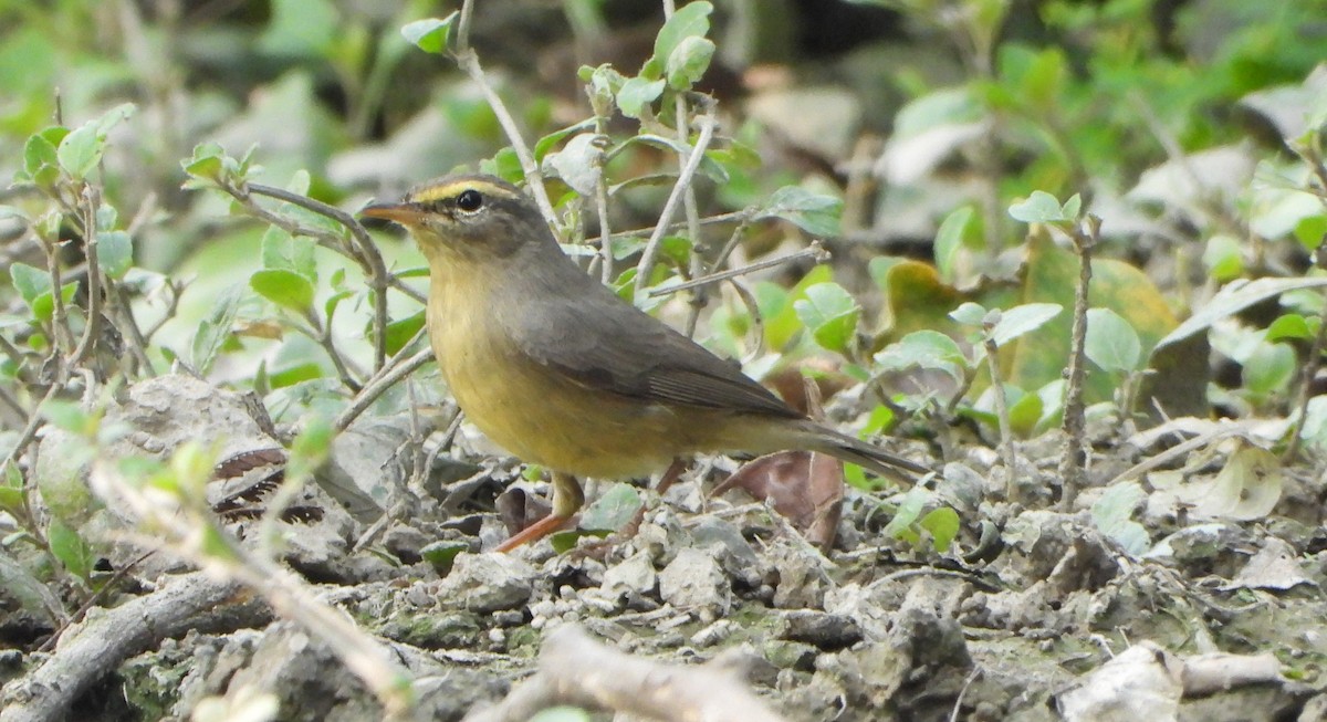 עלווית חומת-גחון - ML643766544