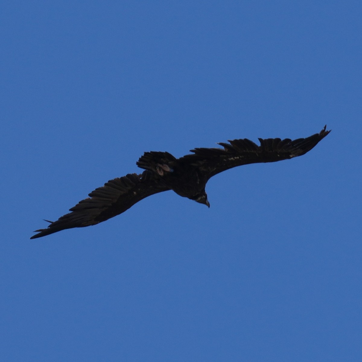 Cinereous Vulture - ML643766553