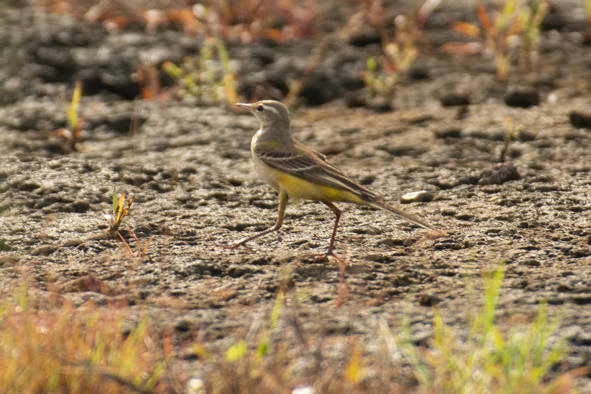 נחליאלי צהוב - ML643766554