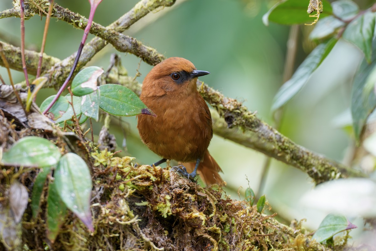 rustpiggstjert - ML643766556