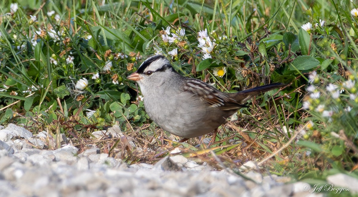 White-crowned Sparrow - ML643766562
