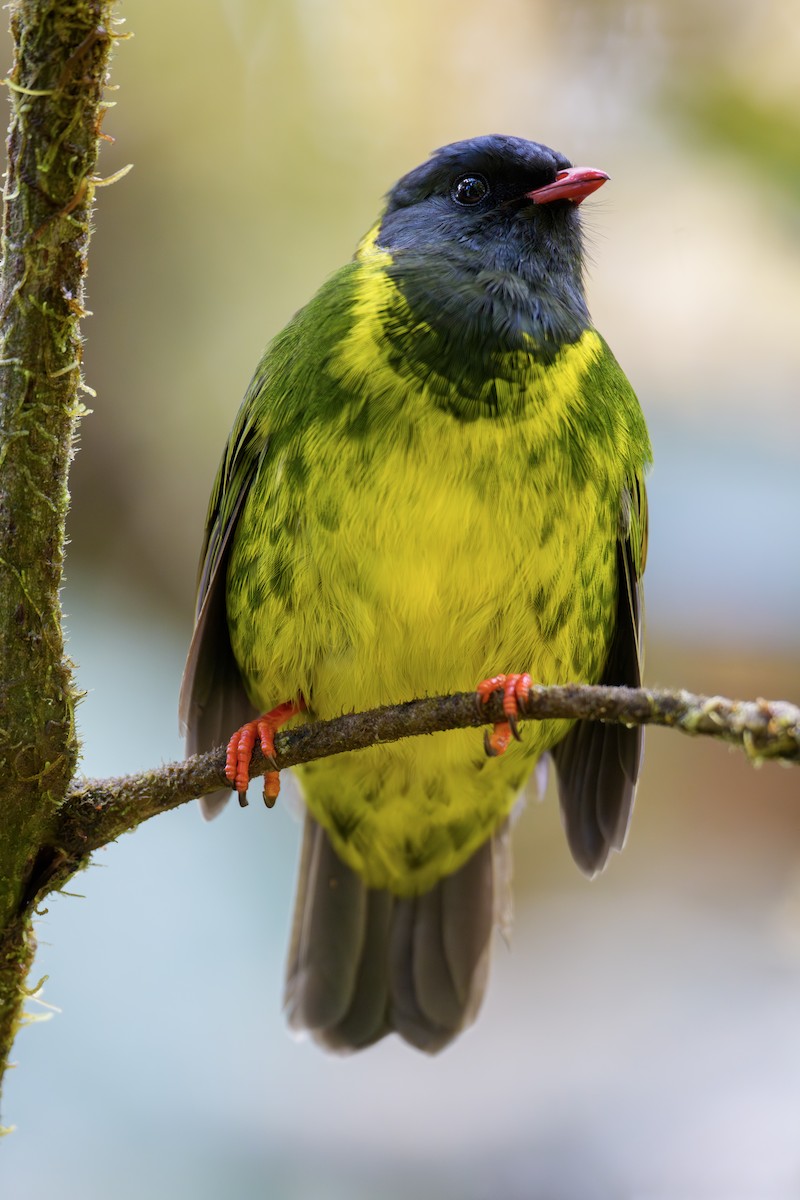 Cotinga vert et noir - ML643766570