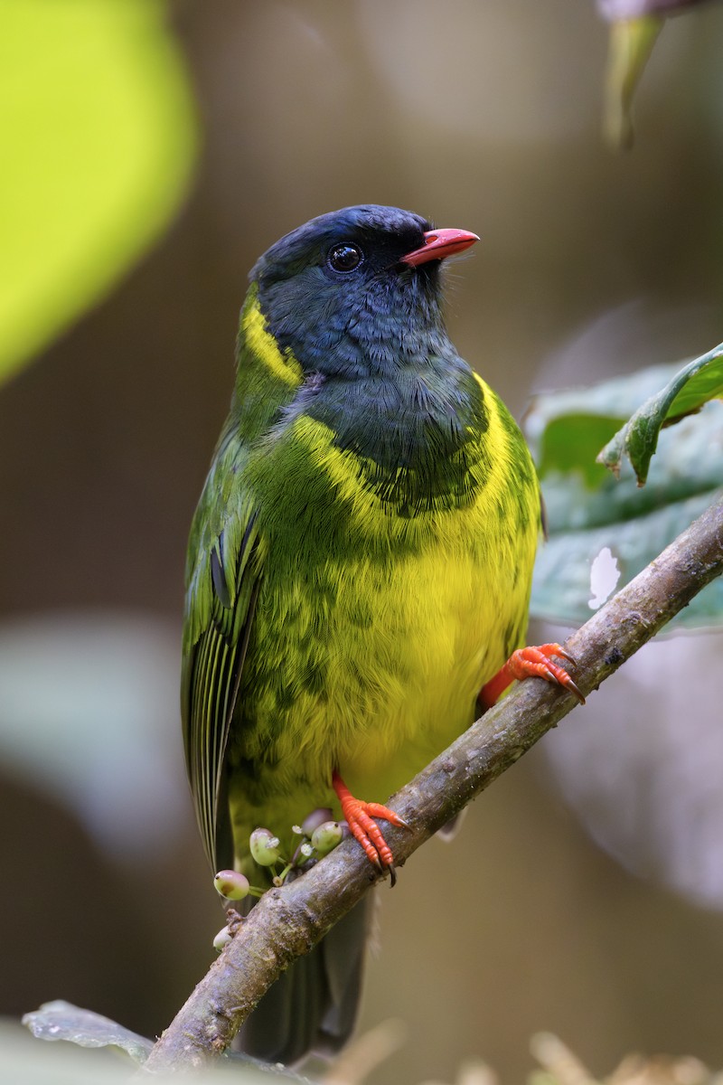 Cotinga vert et noir - ML643766571