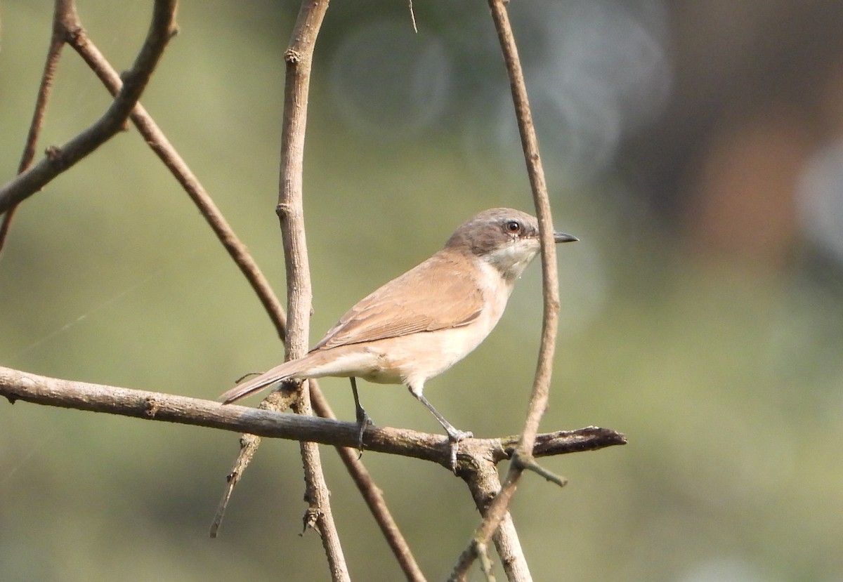סבכי טוחנים - ML643766575