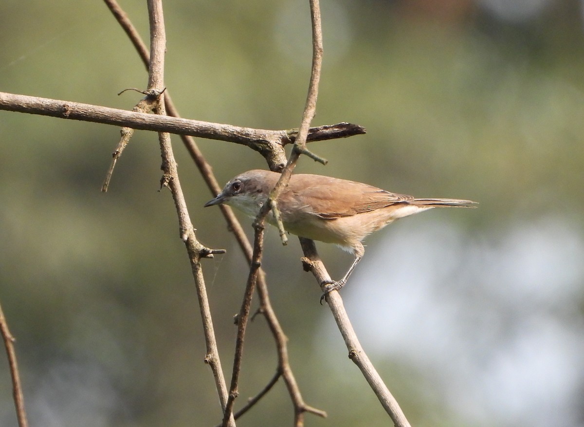 סבכי טוחנים - ML643766576